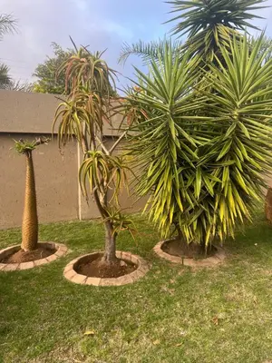 Gallery image of Sun Kissed guesthouse in Middelburg