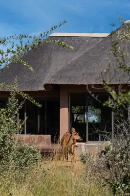 a dog standing in front of a house at Kudu Lodge in Kromdraai