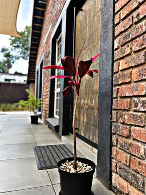 a plant in a black pot next to a brick building at Lincoln Moon Guesthouse in Graskop