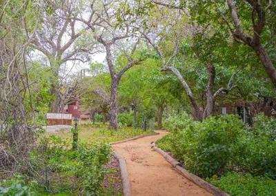 a dirt road through a forest with trees at Luxury Lodge on Sabie River at Kruger Gate! in Huntingdon