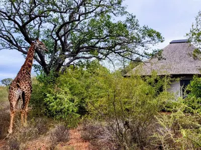 a giraffe standing next to a tree in front of a house at Taaibos Bush Lodge in Hoedspruit