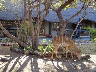 a deer grazing in front of a building at Hambana Lifestyle Lodge in Musina