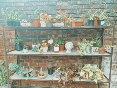 a group of potted plants on shelves on a brick wall at Four Seasons Guesthouse - Hardekool 7 in Lephalale