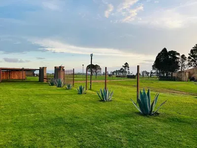 a row of agave plants in a grass field at The Wool House & Pablo's carolina in Carolina
