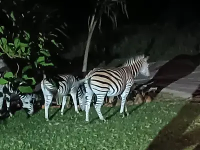 three zebras walking in the grass in a field at Khululeka Safaris Lodge in White River