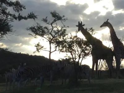 a group of zebras and giraffes in a field at Khululeka Safaris Lodge in White River