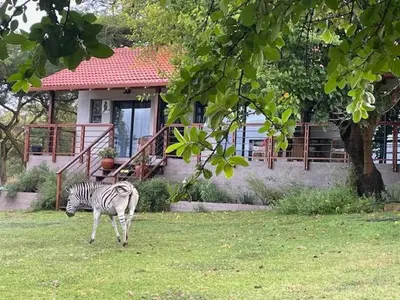 a zebra standing in the grass in front of a house at Khululeka Safaris Lodge in White River