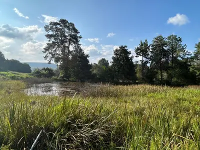 a field of grass with trees and a body of water at Green Cottage in Haenertsburg