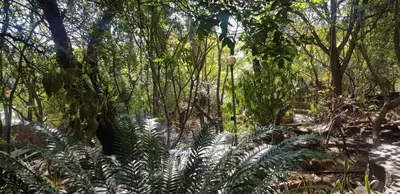 a jungle with trees and plants in the foreground at Capital Hill Stay at Spa in Pretoria