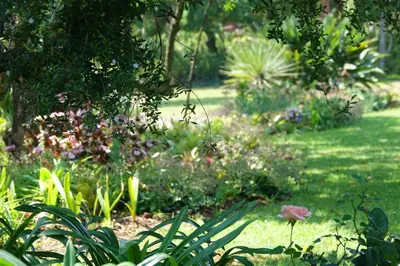 a garden with flowers and plants in the grass at Ekukhanyeni, The Place of Light in Boschjeskop