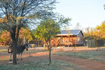 a zebra standing next to two trees in front of a house at Letlotse Lodge in Hammanskraal