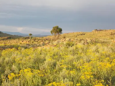 a field of yellow flowers and trees on a hill at Woolly Bugger Farm in Tonteldoos