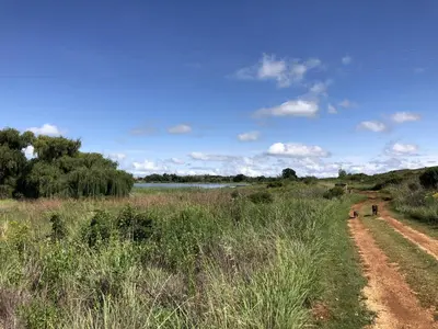two horses walking down a dirt road in a field at Woolly Bugger Farm in Tonteldoos
