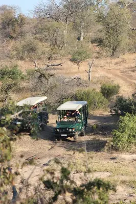 two green buses driving down a dirt road at Greenfire Game Lodge in Balule Game Reserve