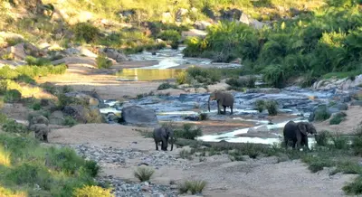 a herd of elephants walking in a river at Greenfire Game Lodge in Balule Game Reserve