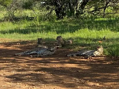 three cheetahs laying on the ground in the dirt at De Rust Campsite in Hammanskraal