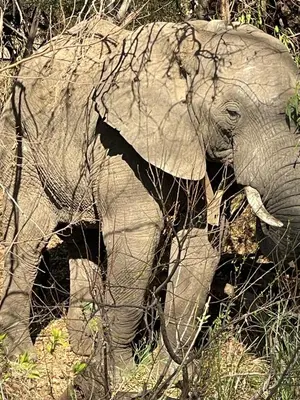 an elephant standing in the grass with at De Rust Campsite in Hammanskraal