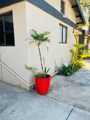 a plant in a red pot in front of a building at Genesis Guesthouze in Bela-Bela