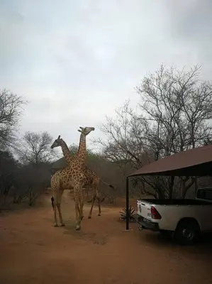 two giraffes standing next to a van in the dirt at Kudu's Rus in Marloth Park in Marloth Park