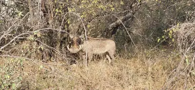 a animal standing in the grass in a field at Villa Lanterfant - luxury stay in nature - solar powered in Hoedspruit