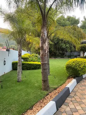 two palm trees in a park with grass and birds at Bridgelamour Accommodation in Hartbeespoort