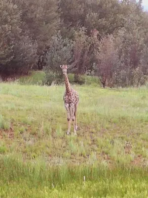 a giraffe standing in a field of grass at Strathwold Cottages in Machadodorp