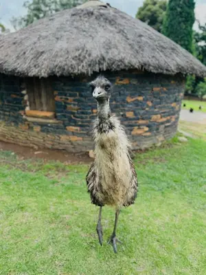 a bird standing in the grass in front of a building at Strathwold Cottages in Machadodorp