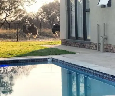 two ostriches walking in front of a house with a pool at Sango on 9 in Naboomspruit