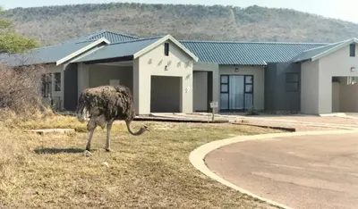 an ostrich standing in the grass in front of a house at Sango on 9 in Naboomspruit