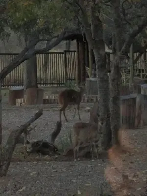 a group of deer standing next to a tree at Mon Repos Guest Farm in Bela-Bela