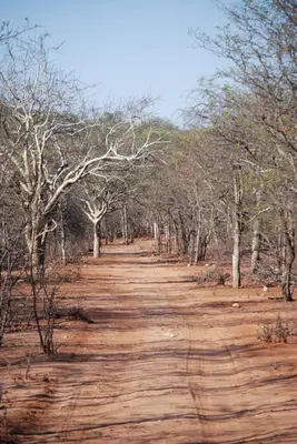 a dirt road in the middle of a forest at Adansonia Eco Lodge in Musina