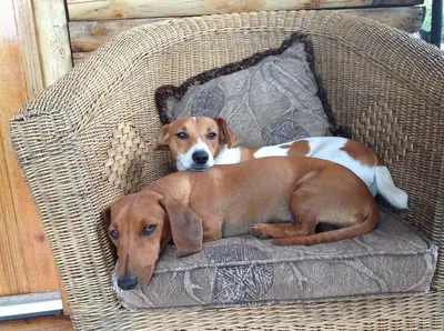 two dogs laying on a wicker chair at Adansonia Eco Lodge in Musina