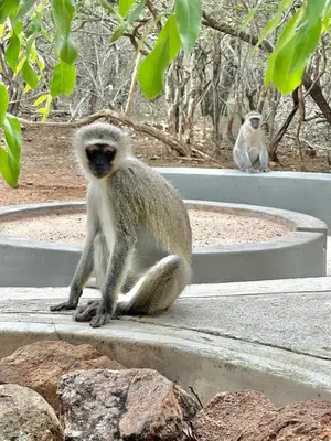 a monkey sitting on the steps of a zoo at Geelslang Paradise - Kruger Park in Marloth Park