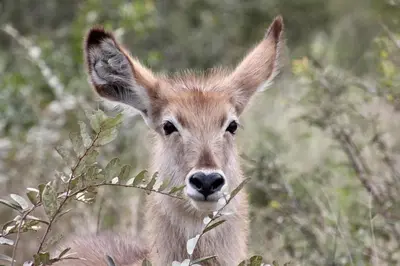 a baby antelope is looking at the camera at Geelslang Paradise - Kruger Park in Marloth Park