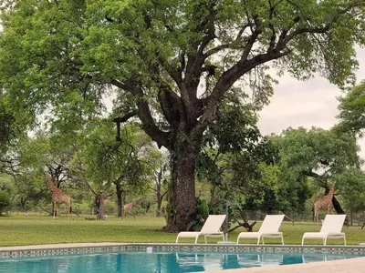 a pool with chairs and giraffes in the background at Unyati Safari Lodge in Hectorspruit