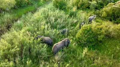 a herd of elephants walking through the tall grass at Unyati Safari Lodge in Hectorspruit