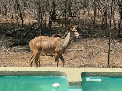 a gazelle standing next to a swimming pool at Kruger Maroela Lodge in Marloth Park