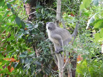 a monkey is sitting on a tree branch at Kruger Maroela Lodge in Marloth Park
