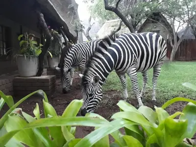 two zebras grazing in the grass near a building at Mispel House self catering holiday accommodation in Komatipoort