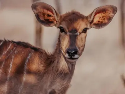 a close up of a baby deer with large horns at Minara Private Boutique Game Lodge in Dinokeng Game Reserve