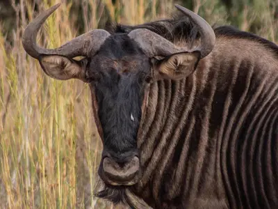 a bull with horns is looking at the camera at Minara Private Boutique Game Lodge in Dinokeng Game Reserve