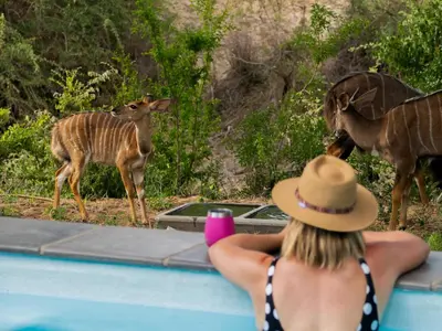 a woman taking a picture of a deer in a swimming pool at Nomads Den Safari Villas - Heated Pools and Riverbed views in Hoedspruit