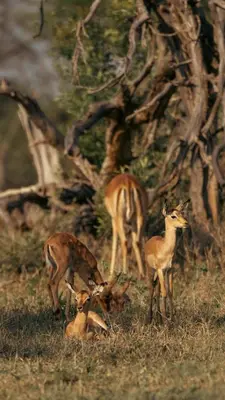 a group of deer standing in a field at Nomads Den Safari Villas - Heated Pools and Riverbed views in Hoedspruit