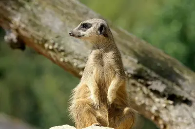 a meerkat standing on a rock next to a tree at Bushveld Bliss in Marloth Park