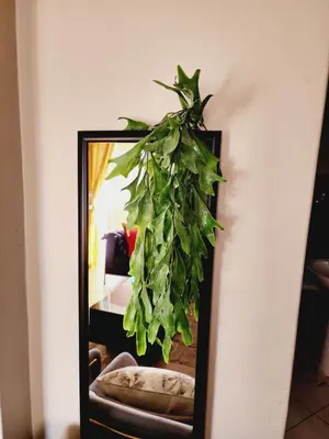 a mirror with a plant hanging on a wall at Fern Valley in Pretoria