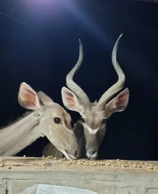 two antelopes with horns standing next to each other at Klein huisie in Marloth Park