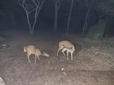 two deer are grazing in a field at night at Klein huisie in Marloth Park