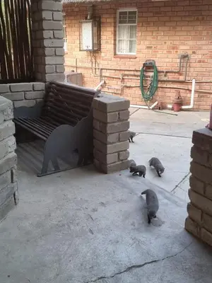 a group of pigeons standing in front of a bench at Klein huisie in Marloth Park