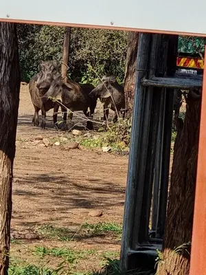 a group of animals standing in a dirt field at Klein huisie in Marloth Park