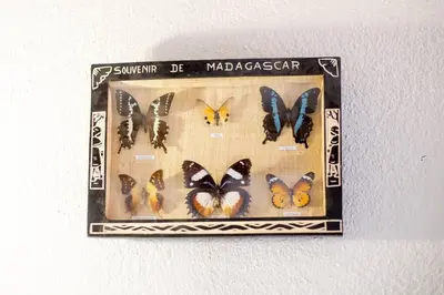a framed picture of butterflies on a wall at Relax in Nature Cottage Close to OR Tambo International Airport in Kempton Park